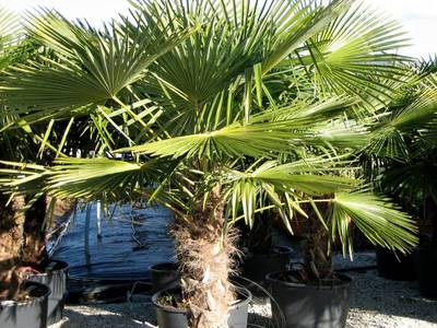 CHAMAEROPS EXCELSA